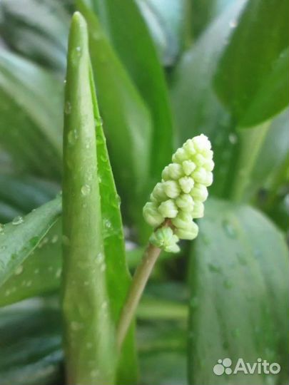 Дримиопсис