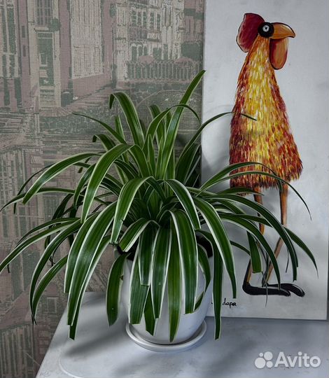 Chlorophytum Comosum Ocean