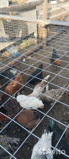 Куры несушки молодки