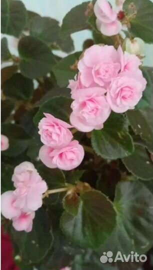 Бегония махровая корневая