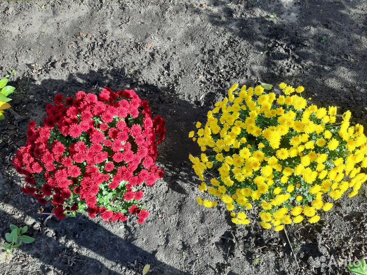 Хризантема мультифлора