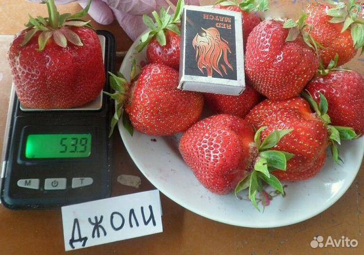 Рассада клубники