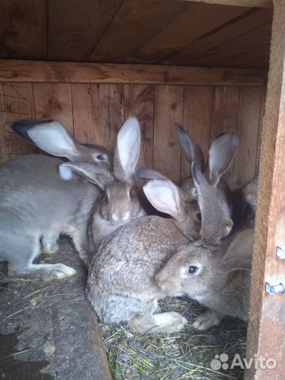 Кролик фландер