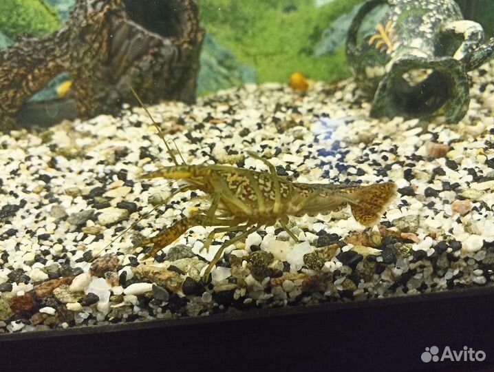 Мраморный аквариумный рак