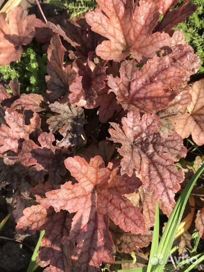 Многолетники для тенистого сада