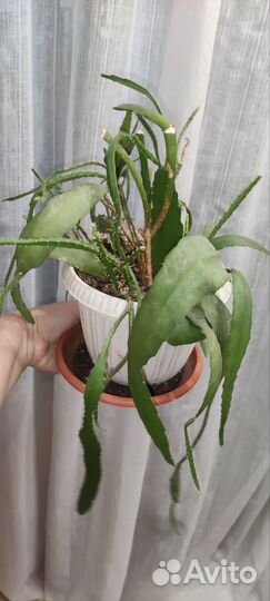 Молочай,эпифиллум