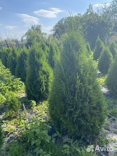 Туи смарагд