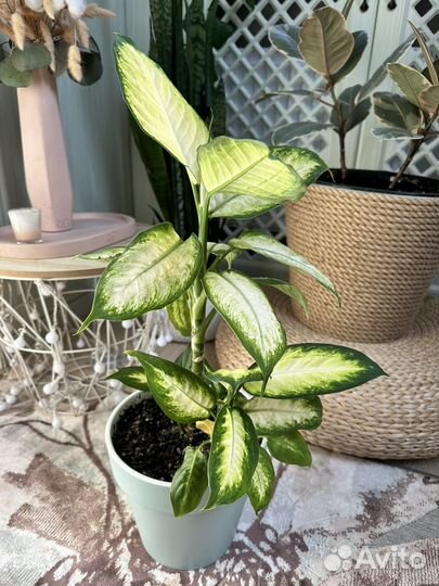 Диффенбахия камилла