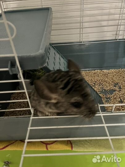 Шиншилла с клеткой