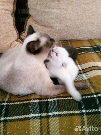 Продам котят