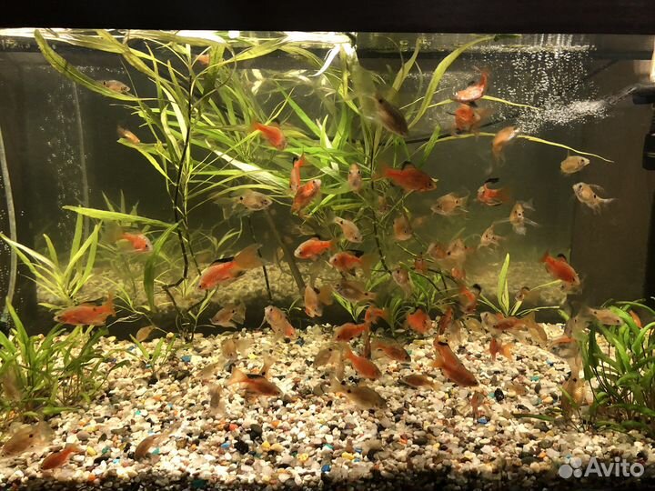 Аквариумные рыбки
