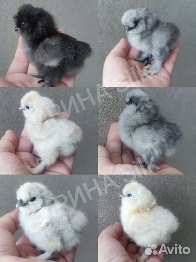 Цыплята Китайские Шёлковые USA