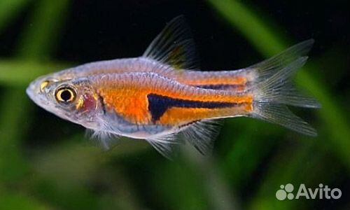 Рыбки Расбора Эспей
