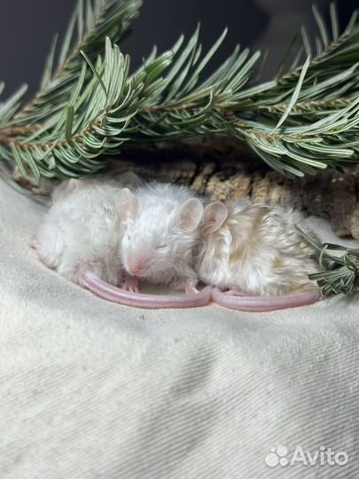 Декоративные мыши тексель сатиновые