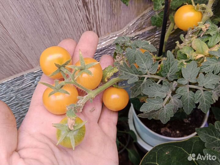 Томаты для огорода на окне