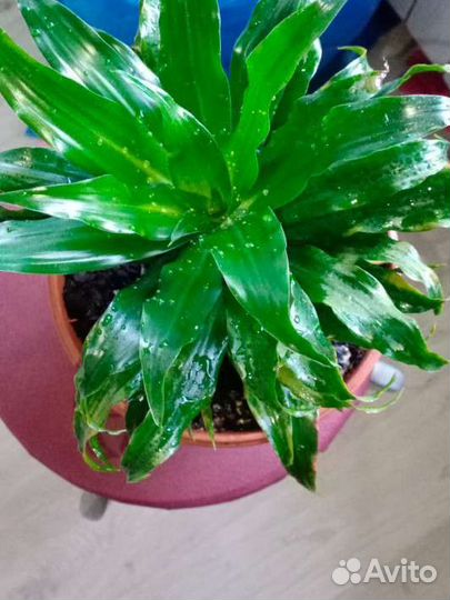 Драцена душистая