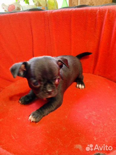 Шикарные чихуашечки