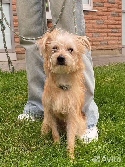 Чудесный парень ишет дом