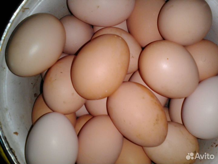 Яйца от домашних куриц