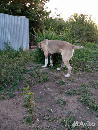 Собака алабай