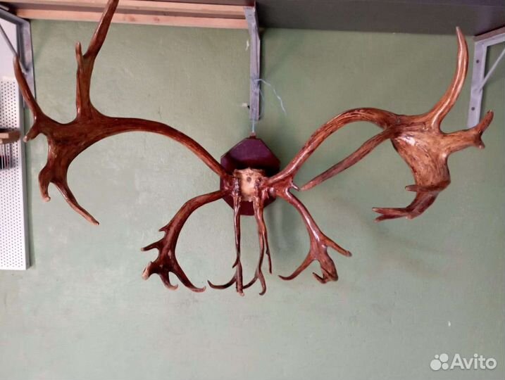 Рога оленя