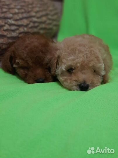 Тикап той-пудель редбраун, красные