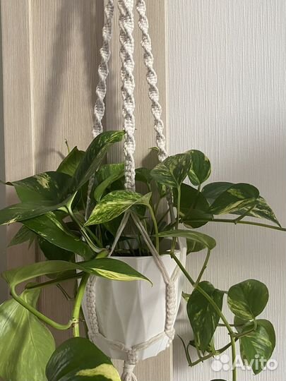 Комнатное растение в кашпо