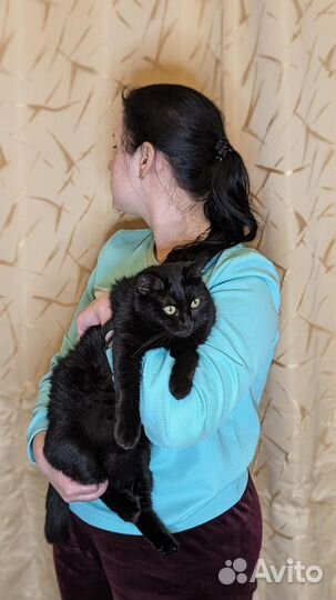 Кошка Шипа в добрые руки