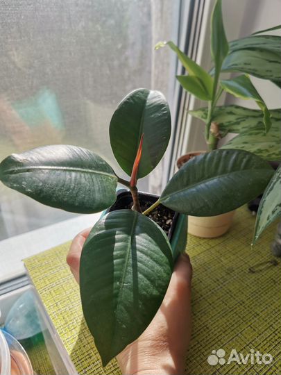 Фикус каучуконосный