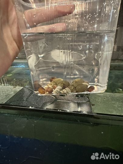 Улитки аквариумные