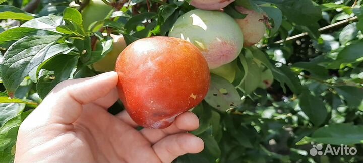 Саженцы Сливы Бербанк Гигант