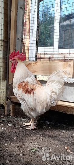 Молодые петухи