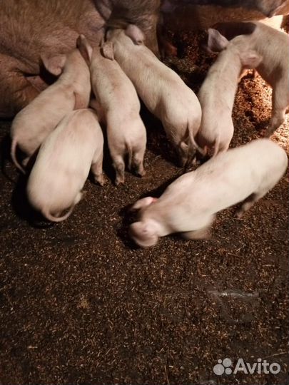 Продам поросят порода ландрас