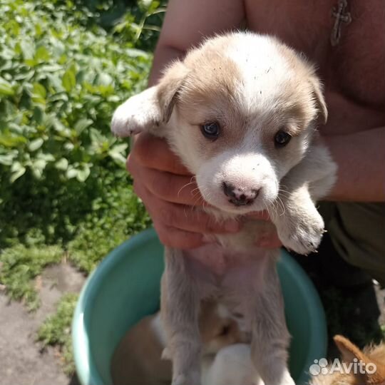 Щенки бесплатно