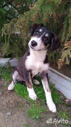 Щенки в добрые руки