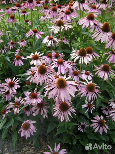 Эхиноцея Барвинок