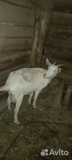 Коза дойная молочная