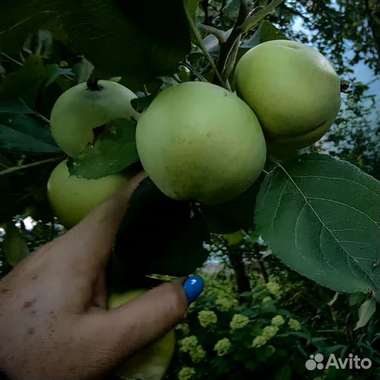 Яблоки домашние белый налив