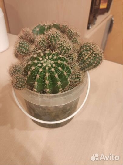 Кактус с детками