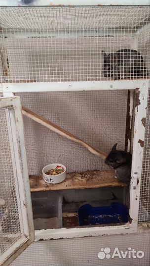 2 Шиншиллы с клеткой