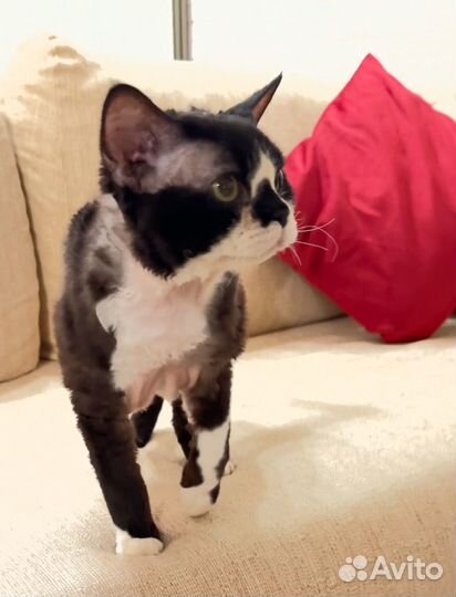 Кот Девон рекс котик