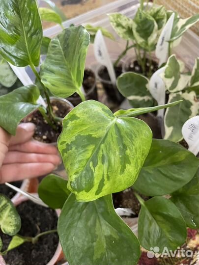 Домашние растения