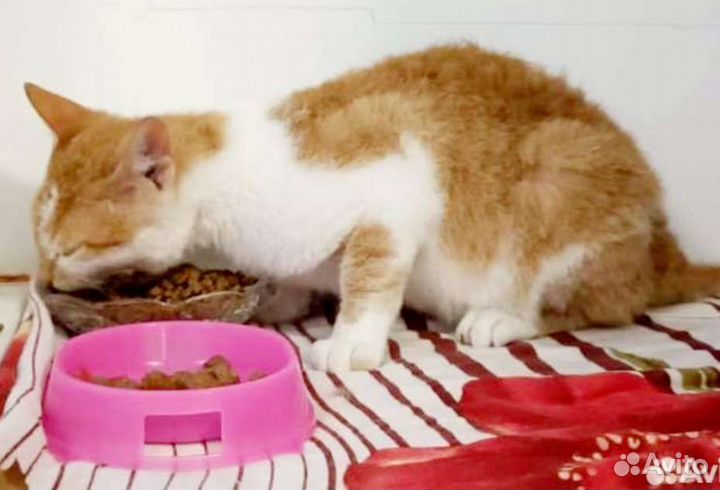 Корниш-рекс метис