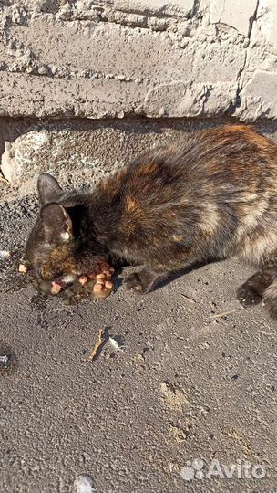 Кисулька очень ищет дом