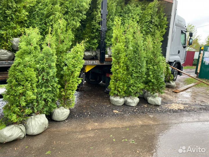 Туя Смарагд с доставкой