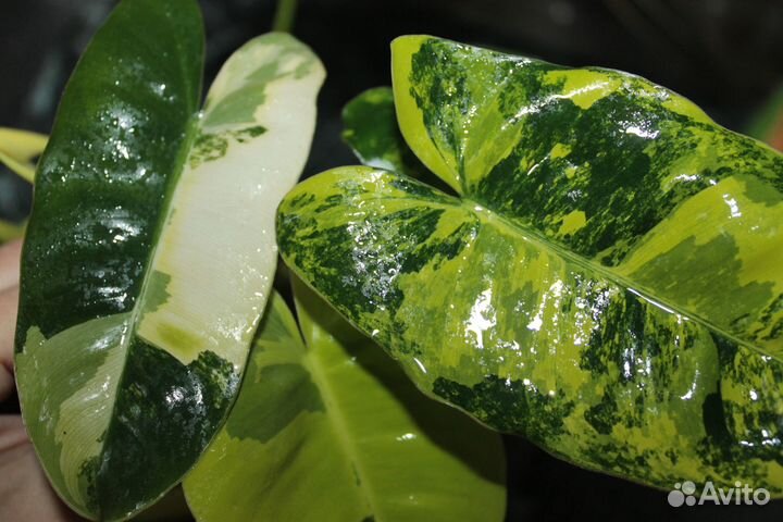 Комнатные цветы