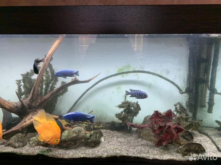 Аквариум