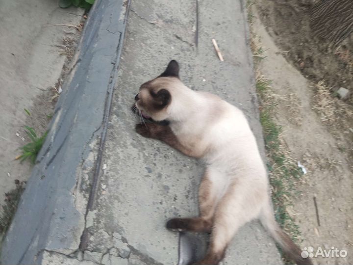 Сиамский кот