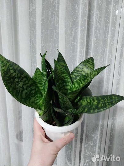 Сансевиерия