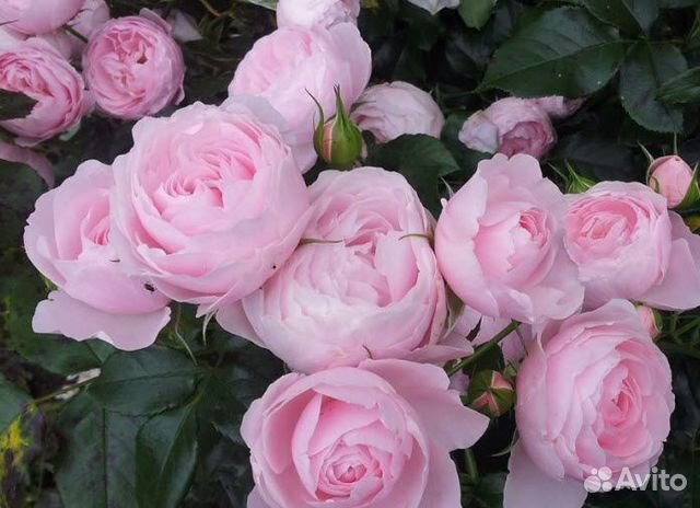 Розы чайные